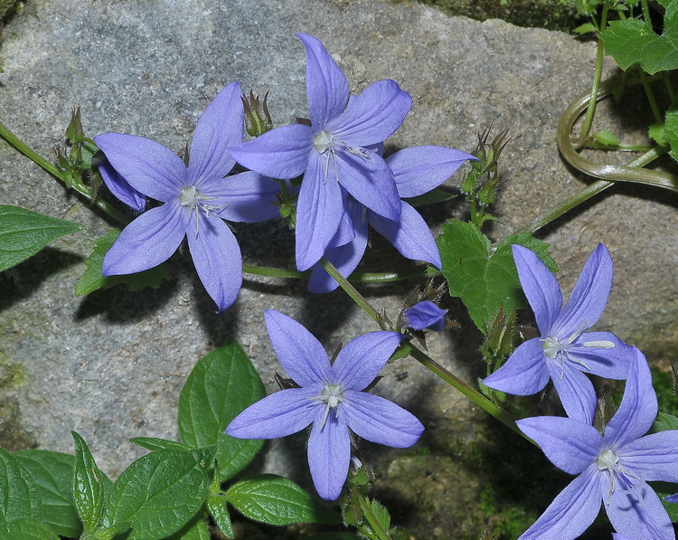 Campanula poscharskyana / Campanula serba